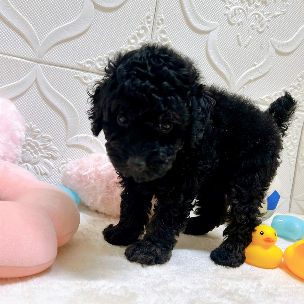 愛知県のトイプードル(トイ) (犬の家＆猫の里岡崎店/2026年5月4日生まれ/男の子/ブラック)の子犬の2枚目の画像