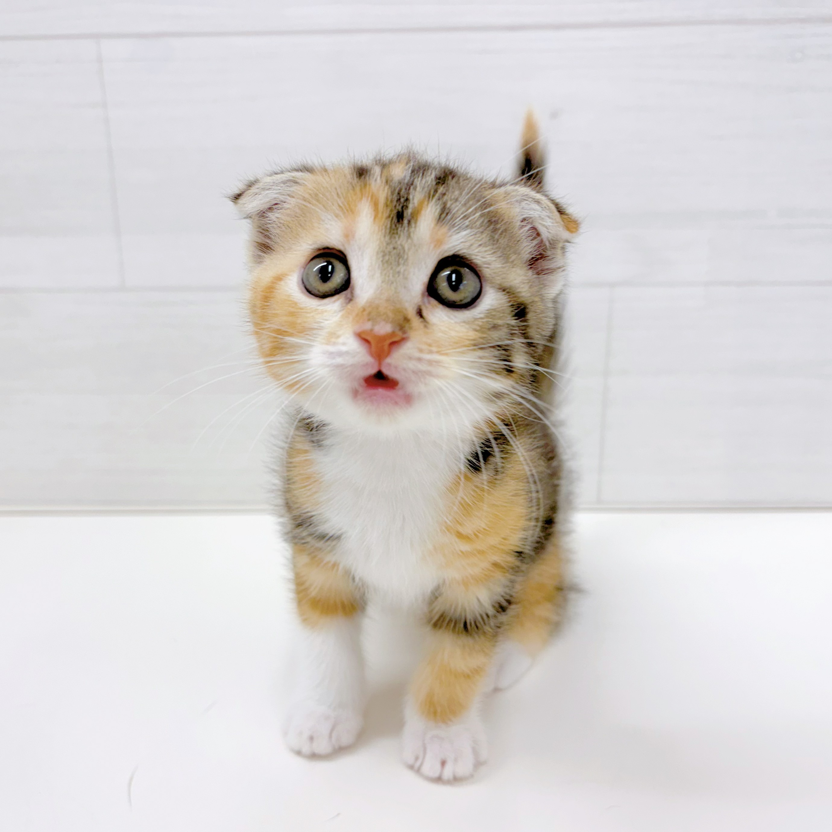 石川県のスコティッシュフォールド (犬の家＆猫の里アミーゴ金沢おこばた店/2026年5月4日生まれ/女の子/キャリコ)の子猫の2枚目の画像