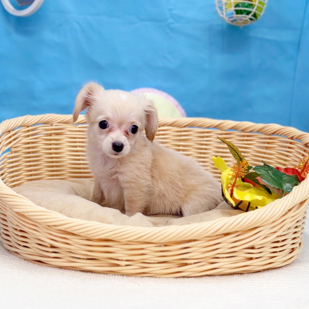 岐阜県のチワックス(チワワ×ダックス) (犬の家＆猫の里岐南店/2026年5月4日生まれ/女の子/クリーム)の子犬の2枚目の画像