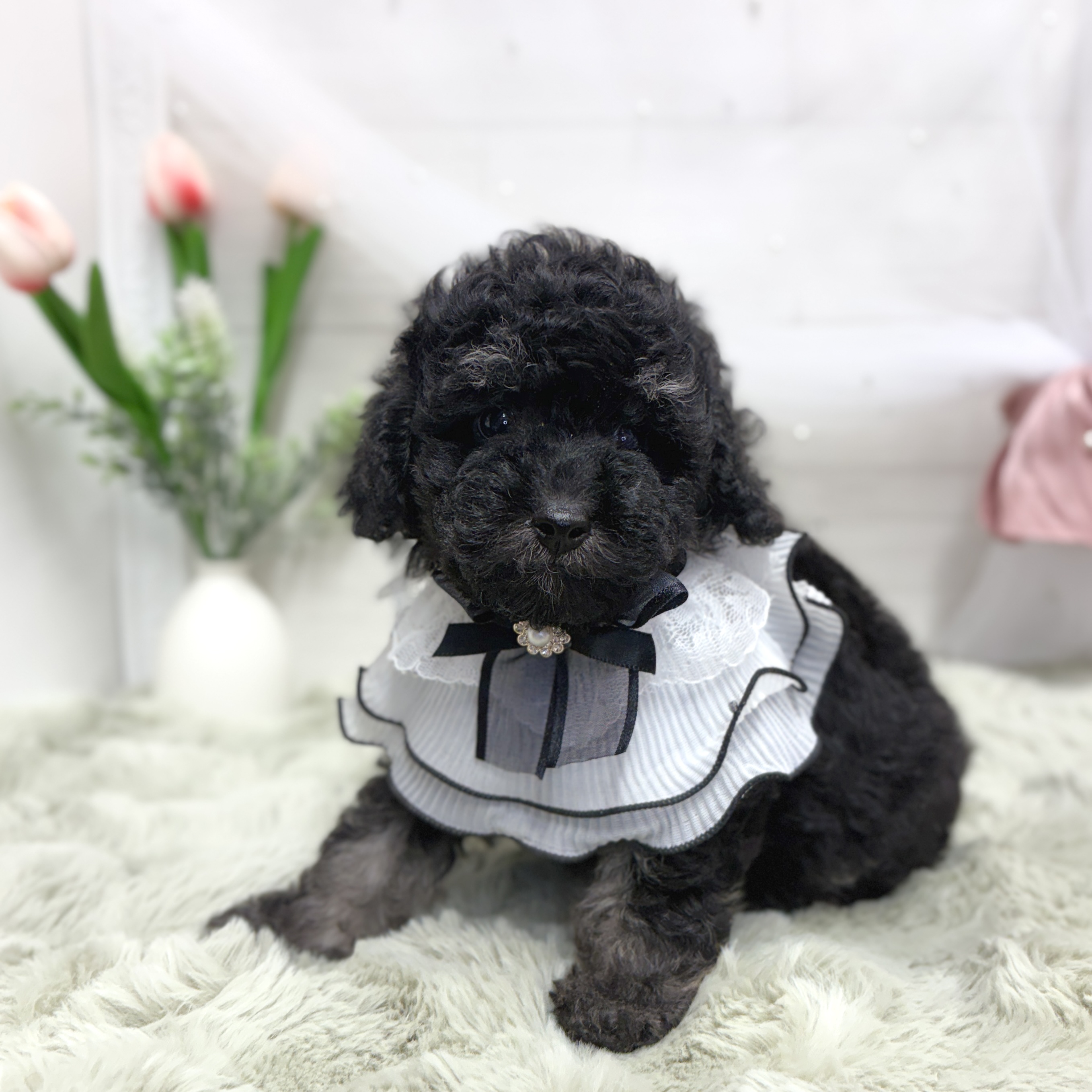 神奈川県のトイプードル(トイ) (犬の家＆猫の里相模原店/2026年5月4日生まれ/女の子/ブラックタン)の子犬の2枚目の画像