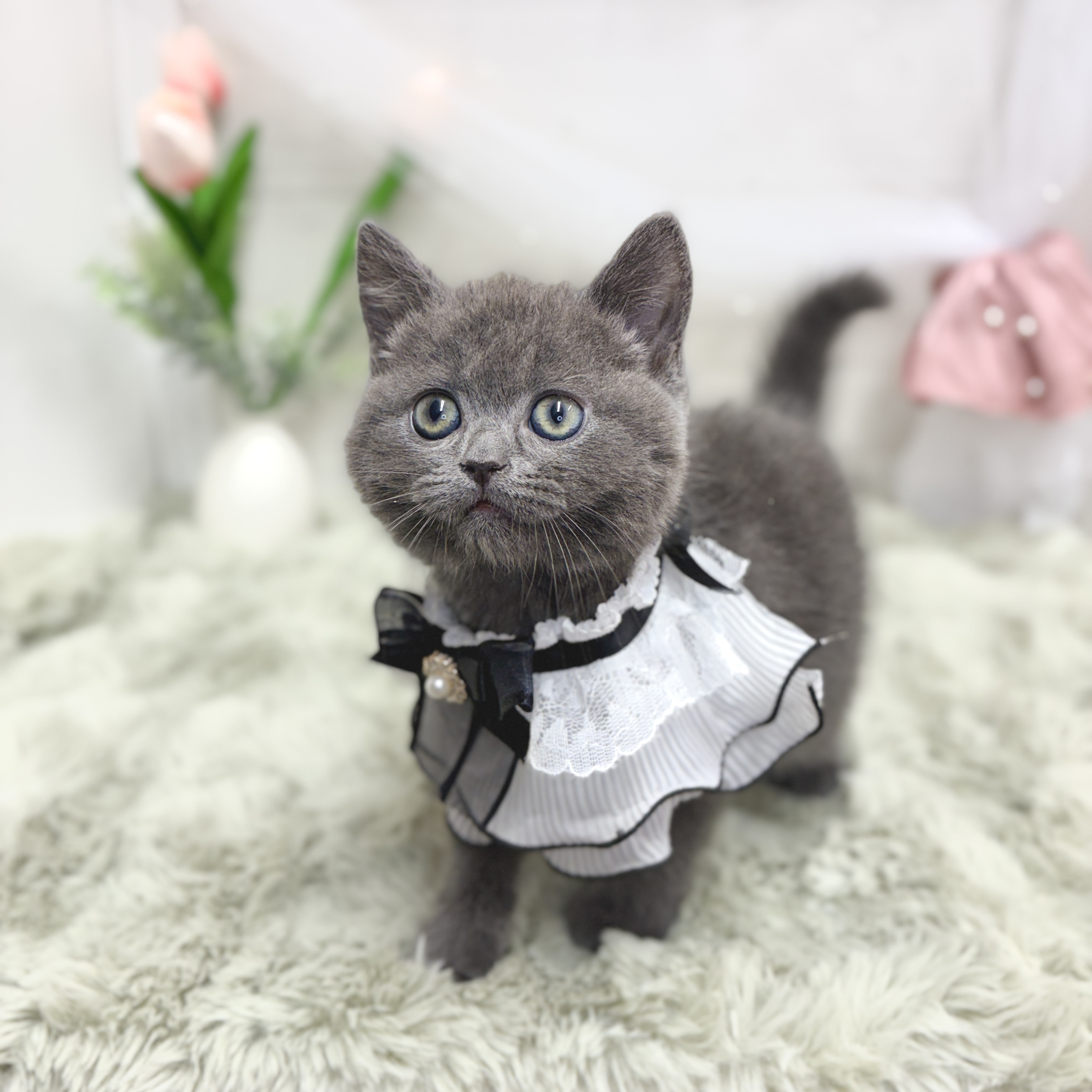 神奈川県のブリティッシュショートヘアー (犬の家＆猫の里相模原店/2026年5月5日生まれ/男の子/ブルー)の子猫の2枚目の画像