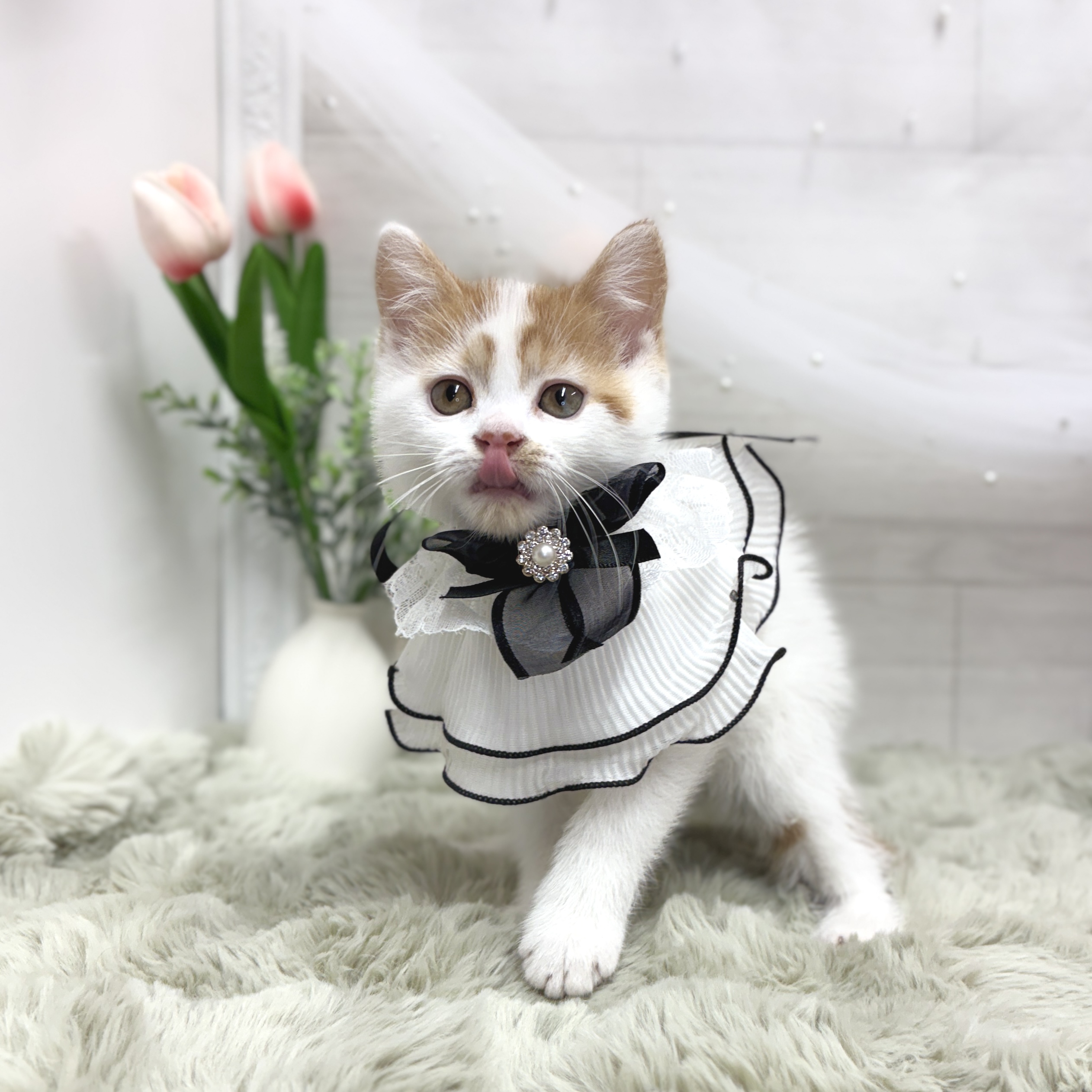 神奈川県のスコティッシュフォールド (犬の家＆猫の里相模原店/2026年5月1日生まれ/男の子/レッドタビーホワイト)の子猫の2枚目の画像