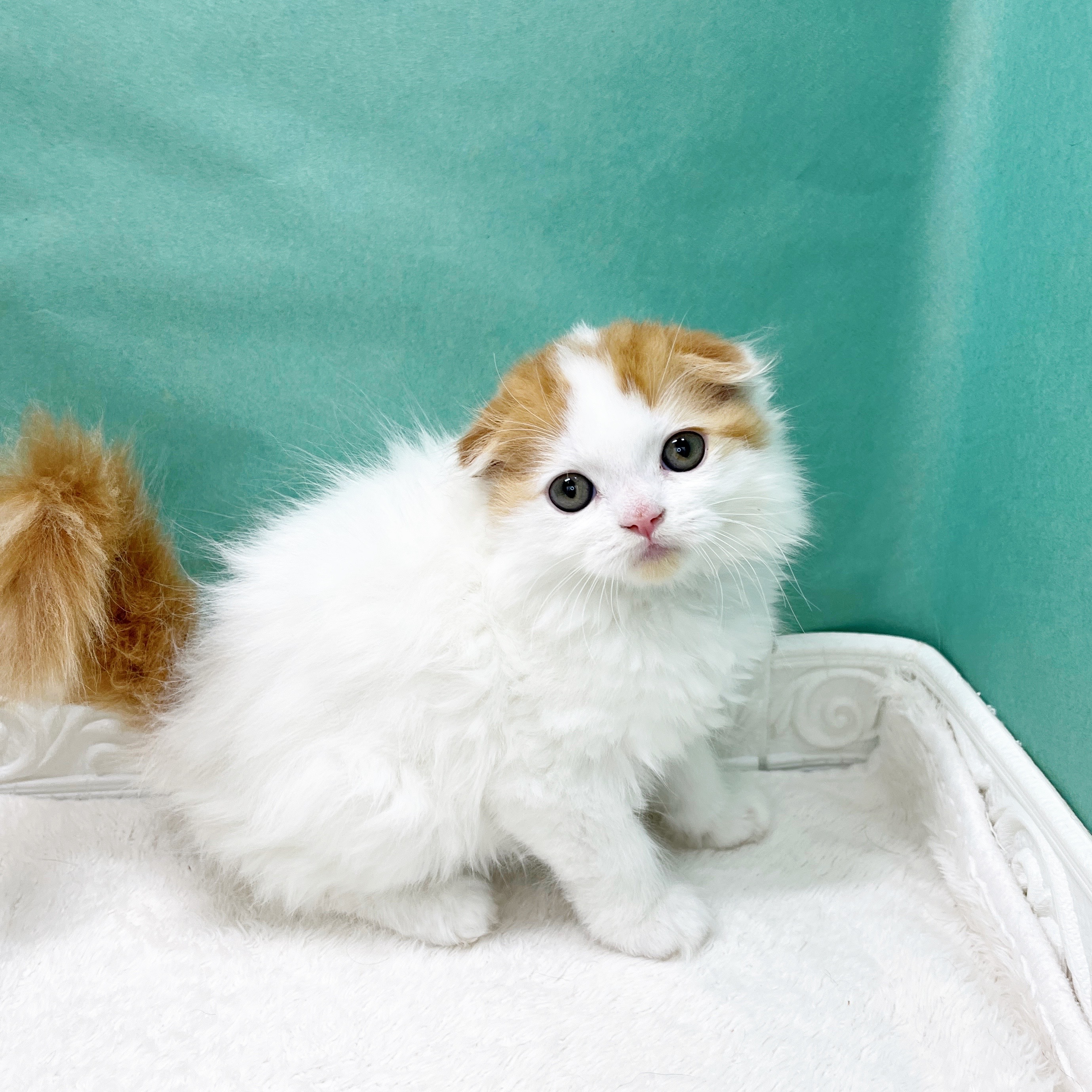 石川県のスコティッシュフォールド (犬の家＆猫の里アミーゴ金沢有松店/2026年5月4日生まれ/女の子/レッドタビーホワイト)の子猫の2枚目の画像