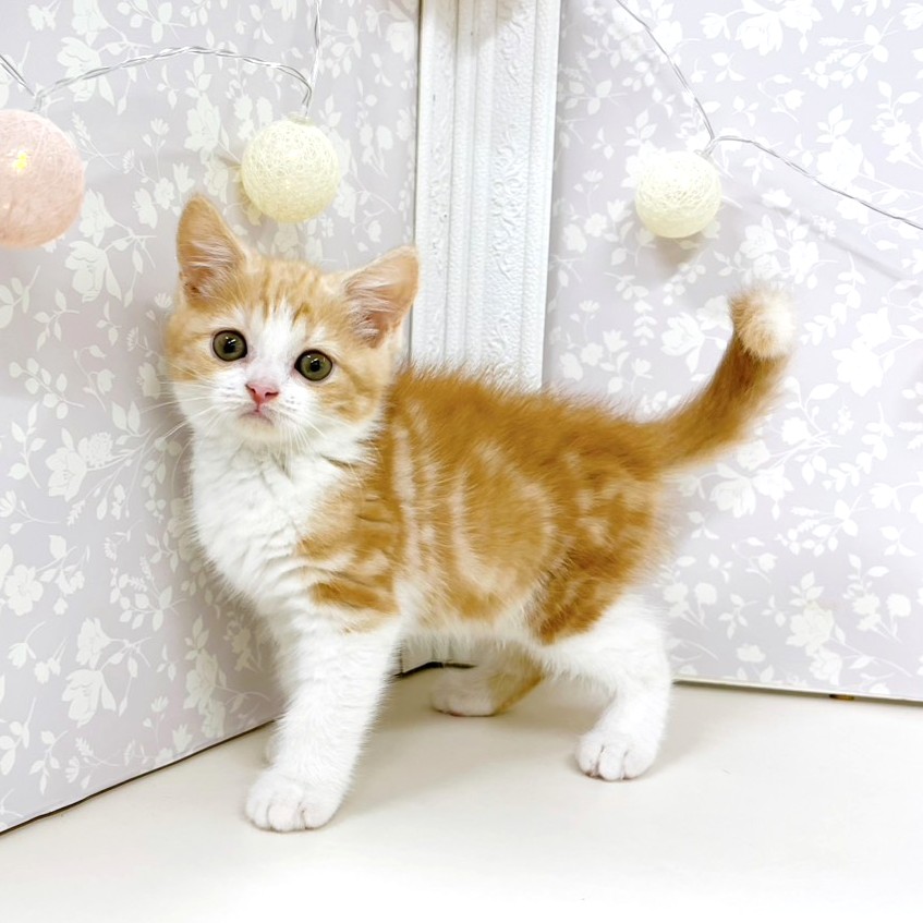 富山県のスコティッシュフォールド (犬の家＆猫の里アミーゴ高岡蓮花寺店/2026年5月3日生まれ/女の子/レッドタビーホワイト)の子猫の2枚目の画像