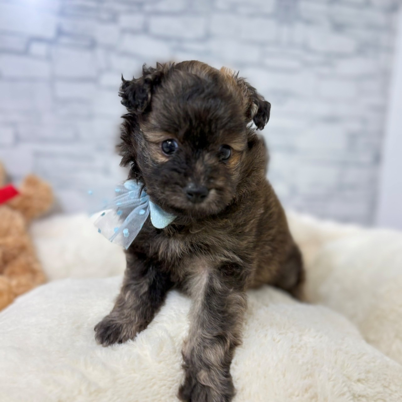 長野県のポメプー(ポメラニアン×プードル) (犬の家＆猫の里長野店/2026年5月2日生まれ/男の子/セーブル)の子犬の2枚目の画像