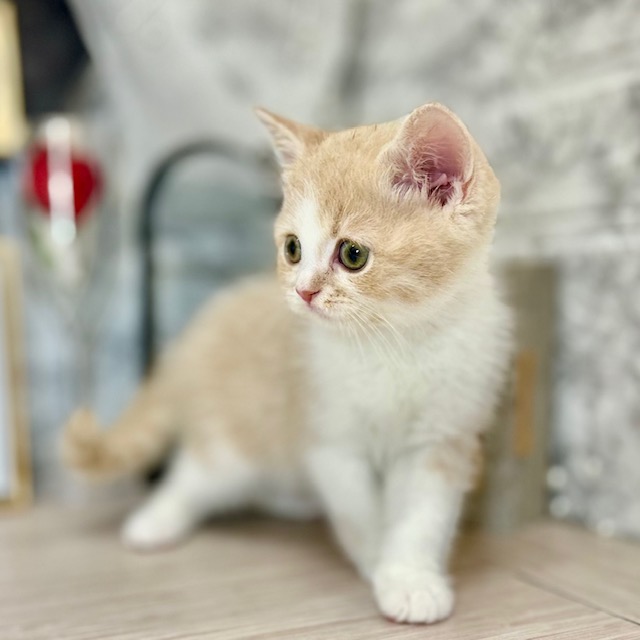 千葉県のスコティッシュフォールド (犬の家＆猫の里ワンズモール稲毛店/2026年5月2日生まれ/男の子/クリームホワイト)の子猫の2枚目の画像