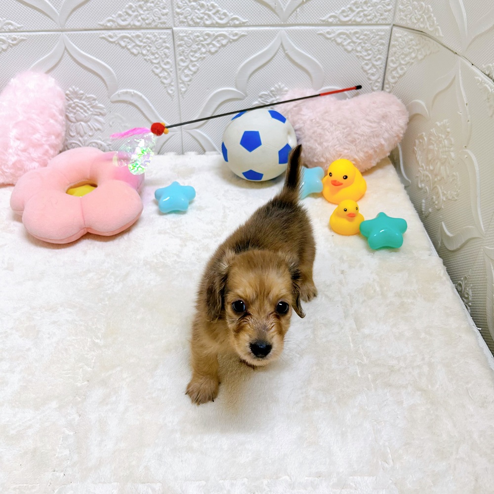 愛知県のミニチュアダックスフンド(ロング) (犬の家＆猫の里岡崎店/2026年5月3日生まれ/男の子/レッド)の子犬の2枚目の画像