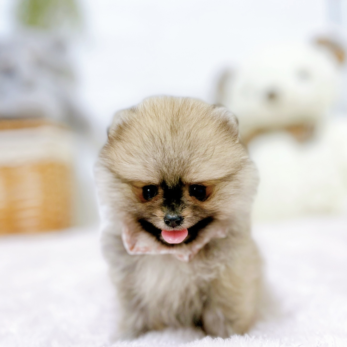 クリーム系のポメラニアンの子犬一覧 | ペットショップ 犬の家&猫の里