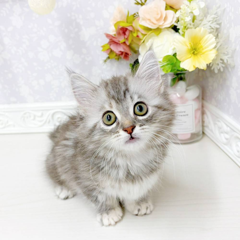 富山県のマンチカン (犬の家＆猫の里アミーゴ山室店/2026年5月4日生まれ/女の子/シルバーパッチドタビー)の子猫の1枚目の画像