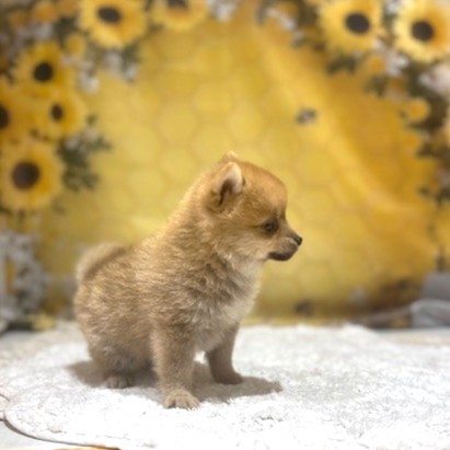 福岡県のポメ柴/豆ポメ/ポメ豆柴(ポメラニアン×柴犬) (犬の家＆猫の里トリアス久山店/2026年5月2日生まれ/男の子/赤)の子犬の2枚目の画像