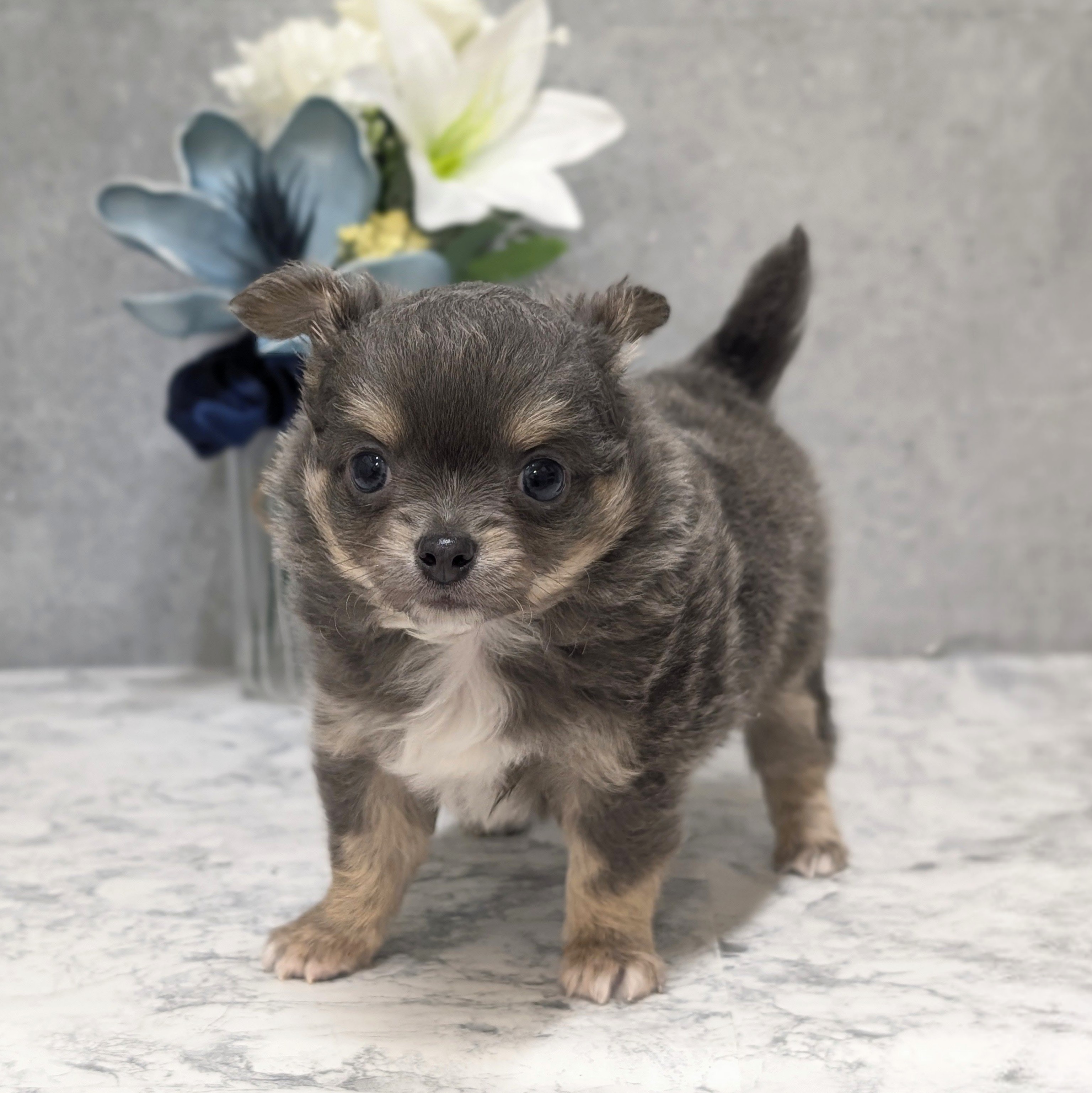 愛知県のチワワ(ロング) (犬の家＆猫の里安城店/2026年5月5日生まれ/男の子/ブルータン)の子犬の1枚目の画像