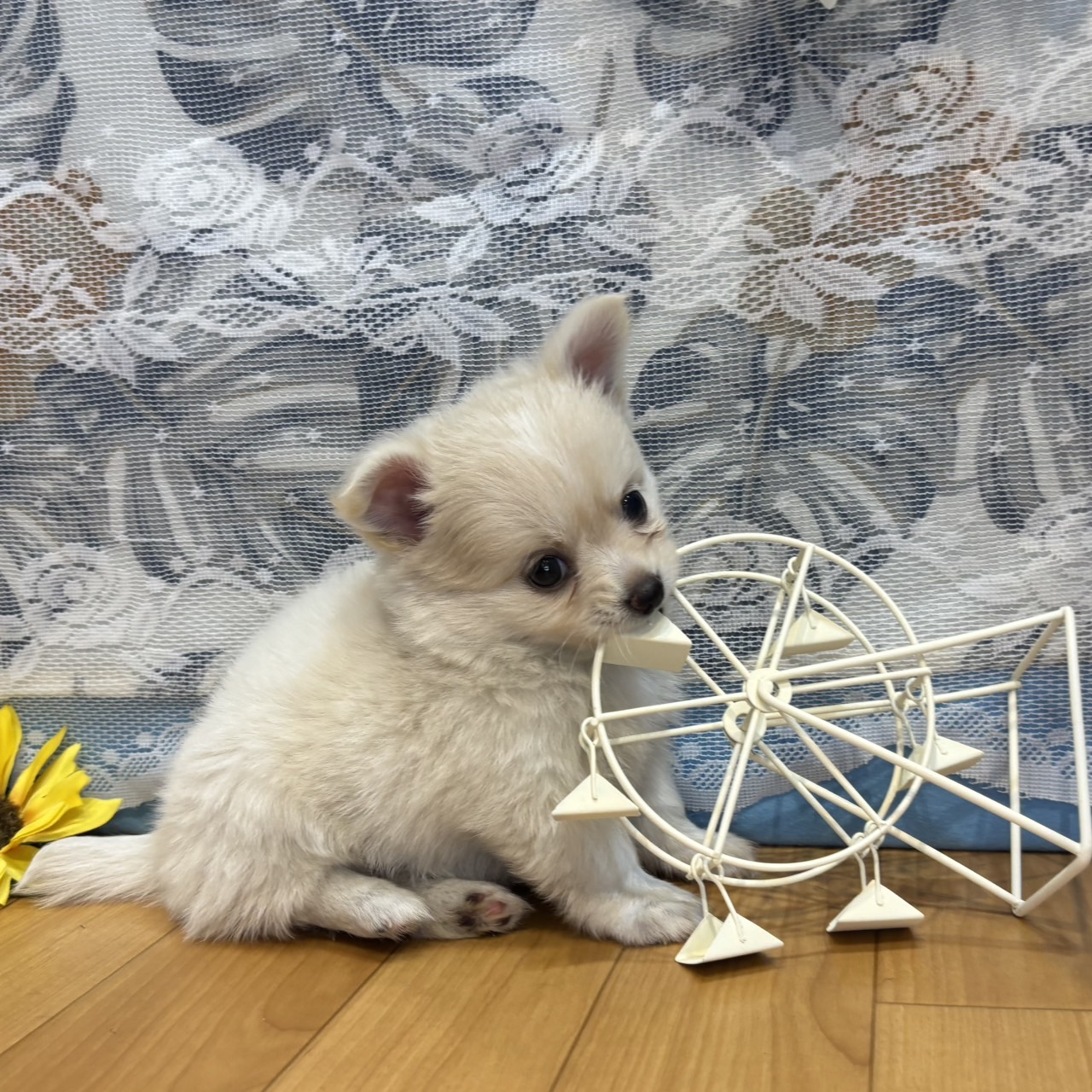 長野県のポメチワ/チワポメ/ポメチー(ポメラニアン×チワワ) (犬の家＆猫の里カインズ梓川店/2026年5月4日生まれ/女の子/クリームホワイト)の子犬の2枚目の画像