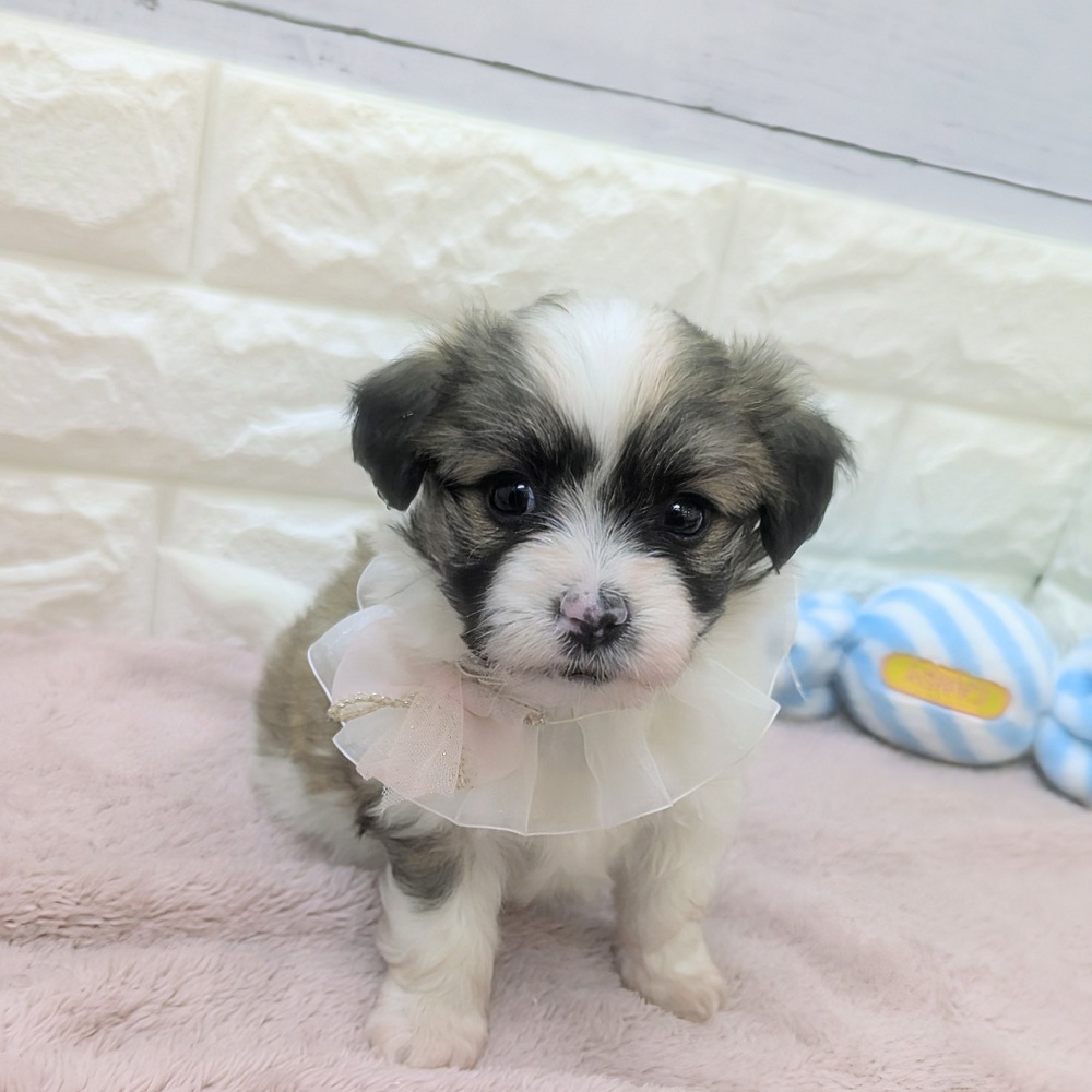 静岡県のハーフ犬・ミックス犬 (犬の家＆猫の里アミーゴ浜松和田店/2026年5月5日生まれ/女の子/ホワイトブラウン)の子犬の2枚目の画像