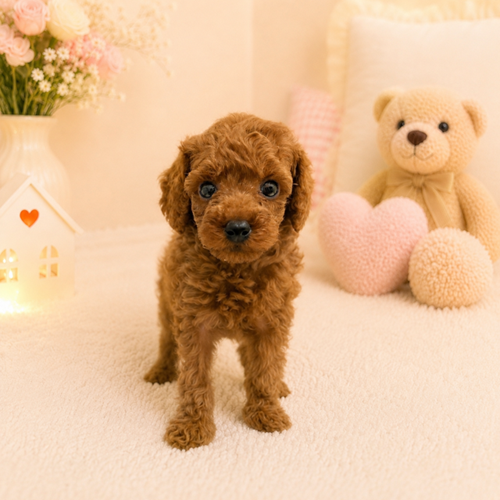 愛知県のトイプードル(トイ) (犬の家＆猫の里豊川インター店/2026年5月5日生まれ/男の子/レッド)の子犬の1枚目の画像