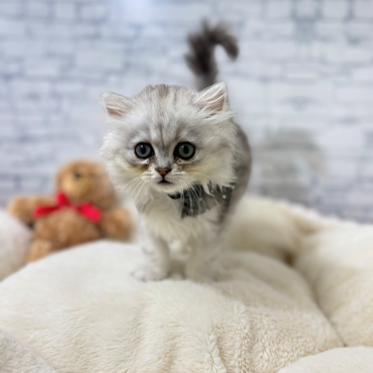 長野県のペルシャ (犬の家＆猫の里長野店/2026年4月30日生まれ/男の子/チンチラシルバー)の子猫の2枚目の画像