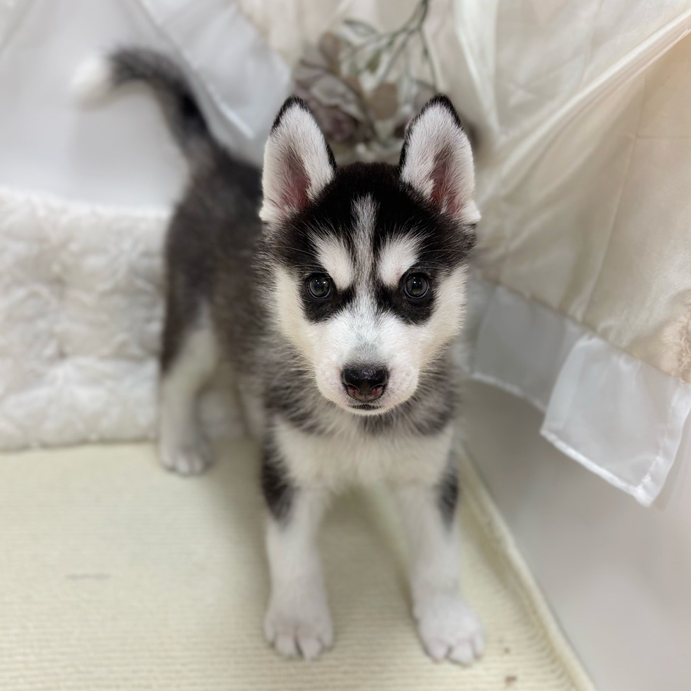 岐阜県のシベリアンハスキー (犬の家＆猫の里カラフルタウン岐阜店/2026年5月4日生まれ/女の子/ブラックホワイト)の子犬の2枚目の画像