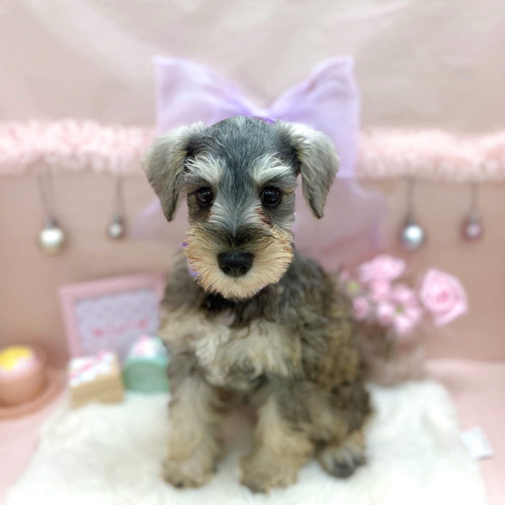 福井県のミニチュアシュナウザー (犬の家＆猫の里アミーゴ福井大和田店/2026年5月4日生まれ/女の子/ソルトペッパー)の子犬の2枚目の画像
