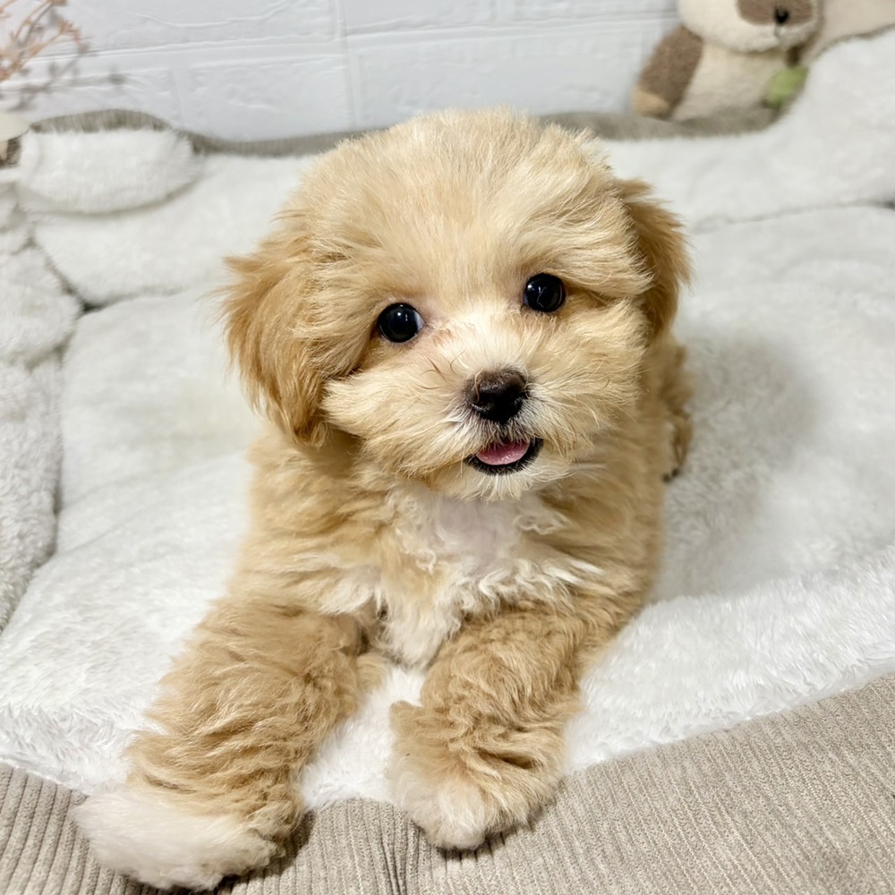 兵庫県のマルプー(マルチーズ×プードル) (犬の家＆猫の里ニッケパークタウン加古川店/2026年5月4日生まれ/男の子/アプリコットホワイト)の子犬の1枚目の画像