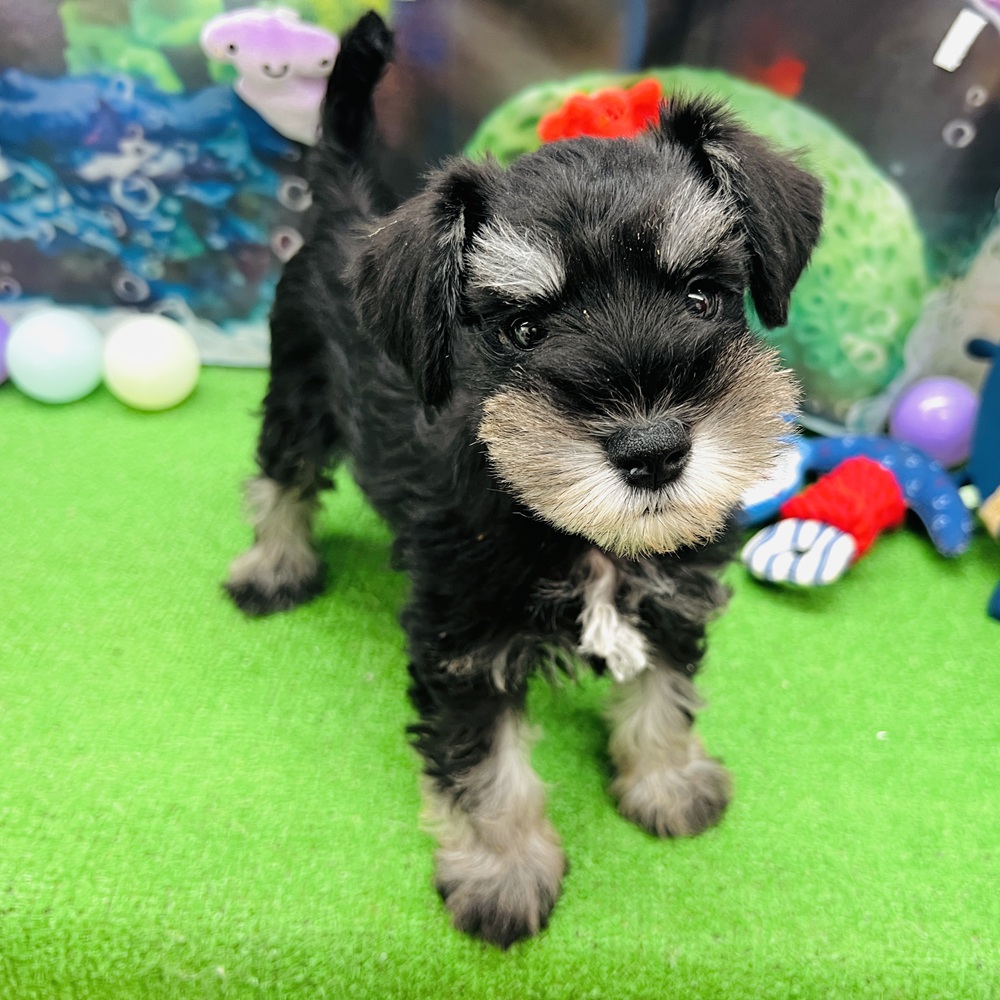 愛知県のミニチュアシュナウザー (犬の家＆猫の里名古屋天白店/2026年5月4日生まれ/女の子/ブラックシルバー)の子犬の1枚目の画像