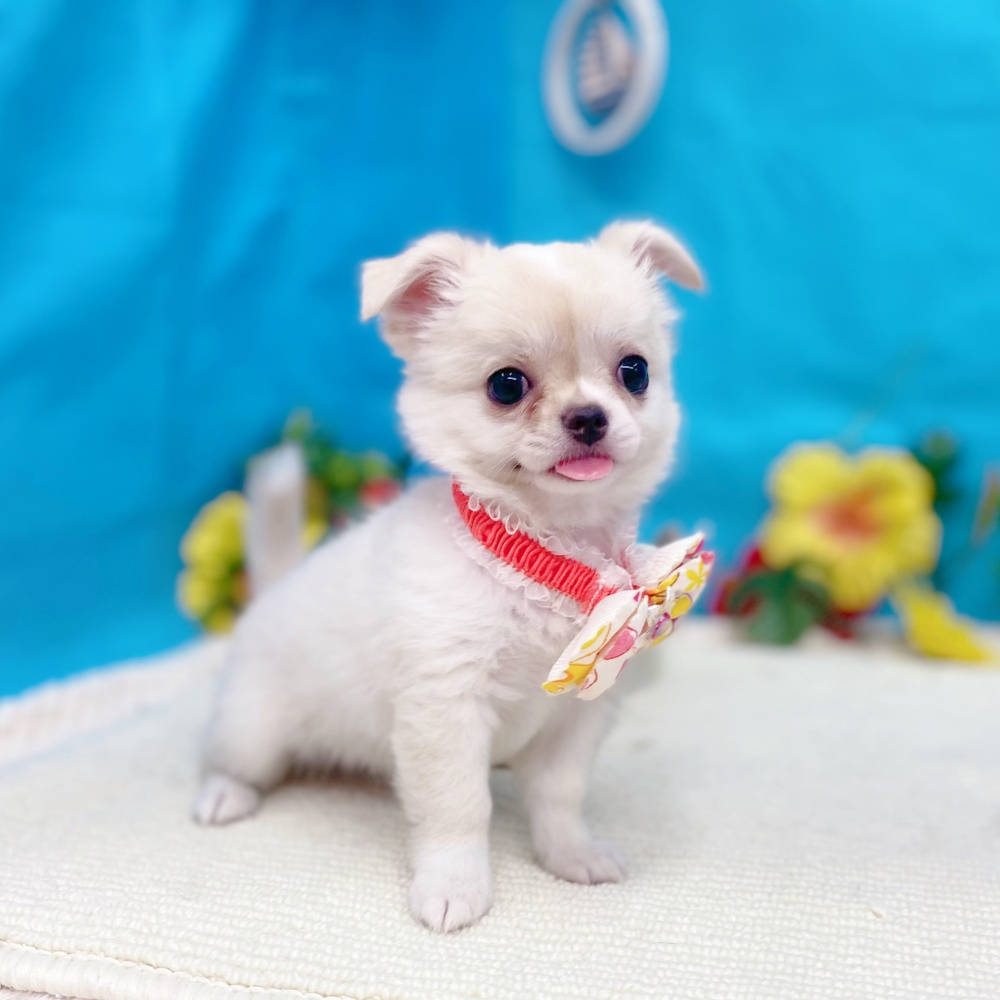 岐阜県のチワワ(ロング) (犬の家＆猫の里岐南店/2026年5月6日生まれ/女の子/クリームホワイト)の子犬の1枚目の画像