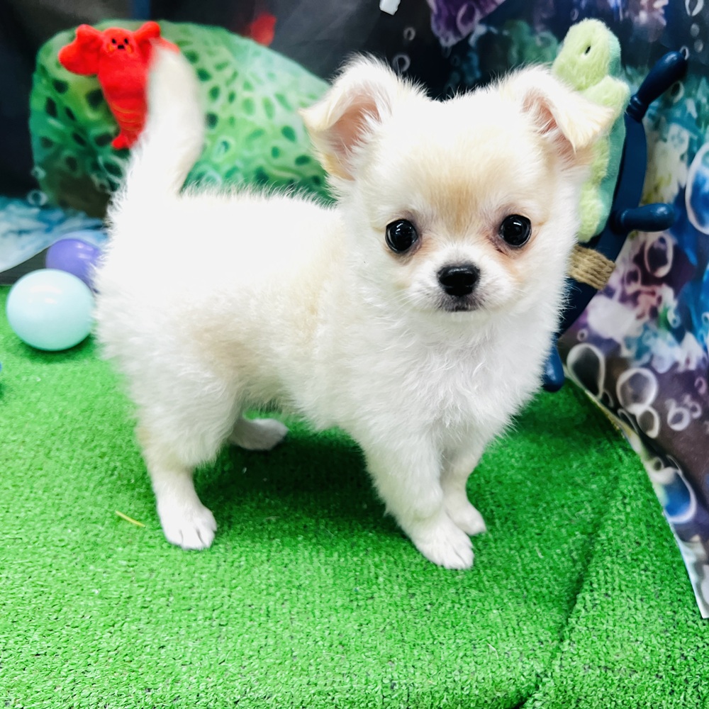 愛知県のチワワ(ロング) (犬の家＆猫の里名古屋天白店/2026年5月6日生まれ/女の子/クリームホワイト)の子犬の2枚目の画像