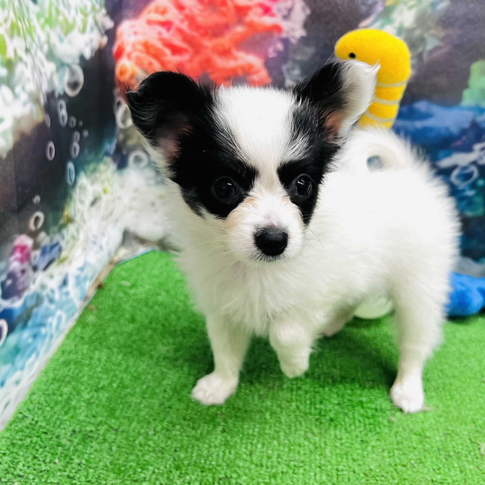 愛知県のパピヨン (犬の家＆猫の里名古屋天白店/2026年5月5日生まれ/男の子/トライカラー)の子犬の1枚目の画像