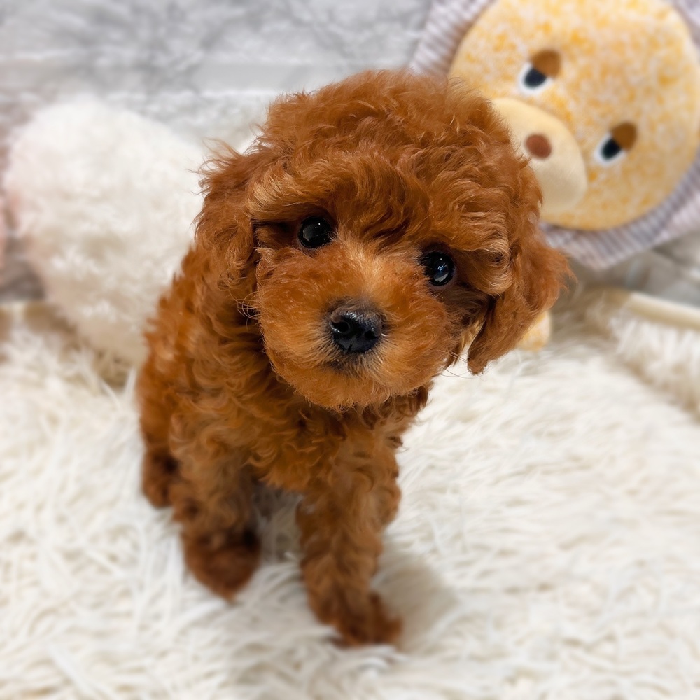 愛知県のトイプードル(トイ) (犬の家＆猫の里MiO香久山店/2026年5月5日生まれ/女の子/レッドフォーン)の子犬の2枚目の画像