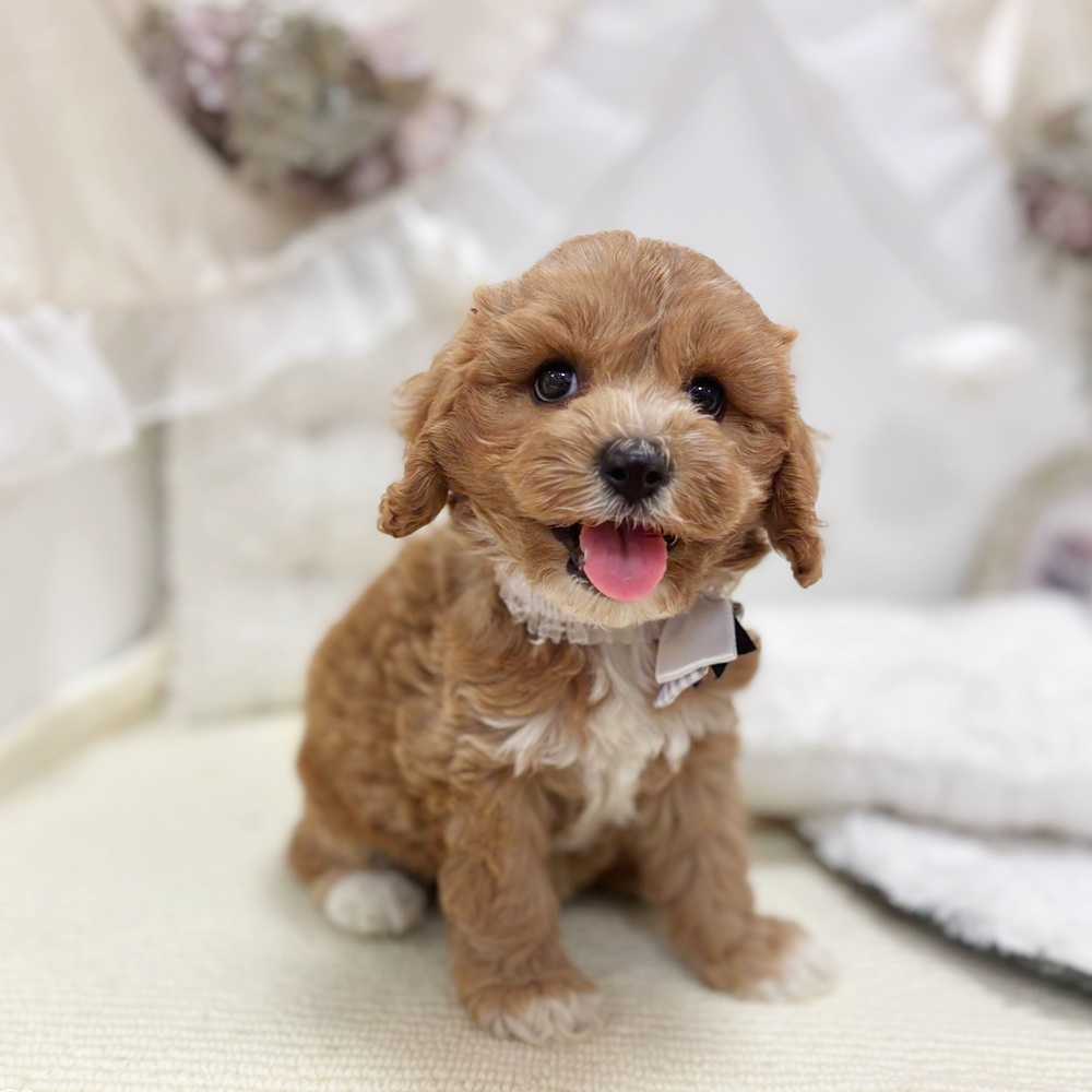 岐阜県のキャバプー(キャバリア×プードル) (犬の家＆猫の里カラフルタウン岐阜店/2026年5月4日生まれ/男の子/レッド)の子犬