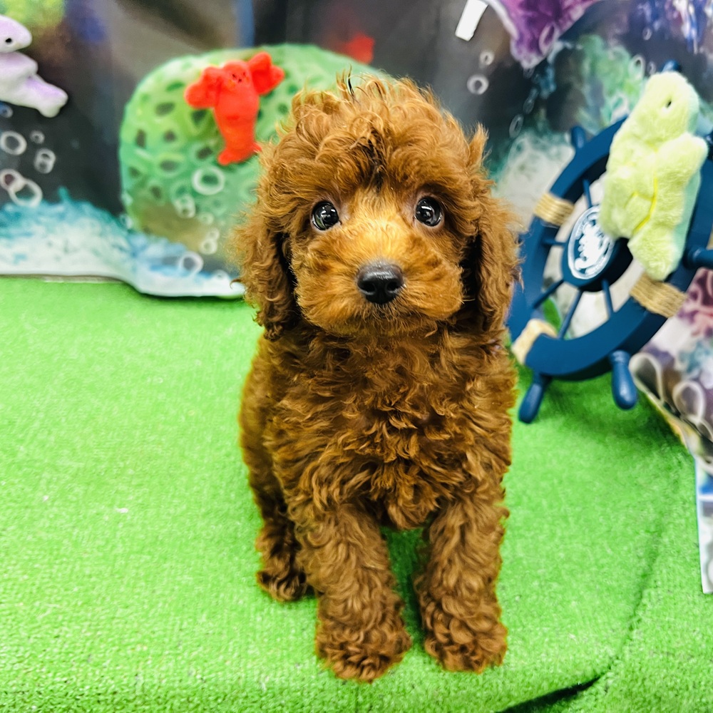 愛知県のトイプードル(トイ) (犬の家＆猫の里名古屋天白店/2026年5月5日生まれ/男の子/レッドフォーン)の子犬の2枚目の画像