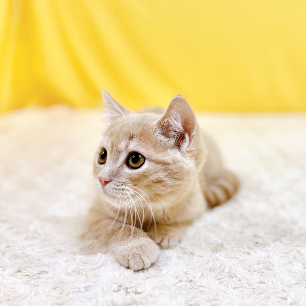 愛知県のマンチカン (犬の家＆猫の里一宮店/2026年5月2日生まれ/男の子/クリームタビー)の子猫の2枚目の画像