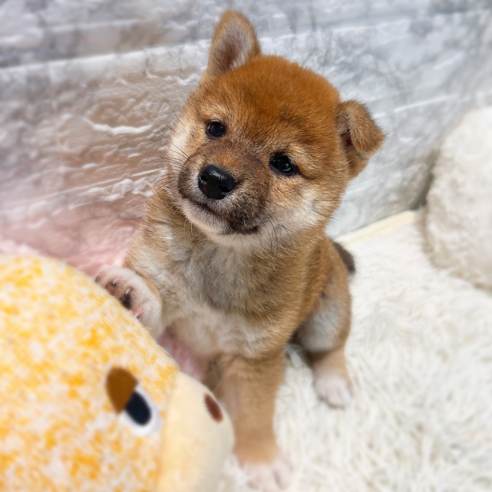 愛知県の柴犬(標準サイズ) (犬の家＆猫の里MiO香久山店/2026年5月5日生まれ/女の子/赤)の子犬の2枚目の画像
