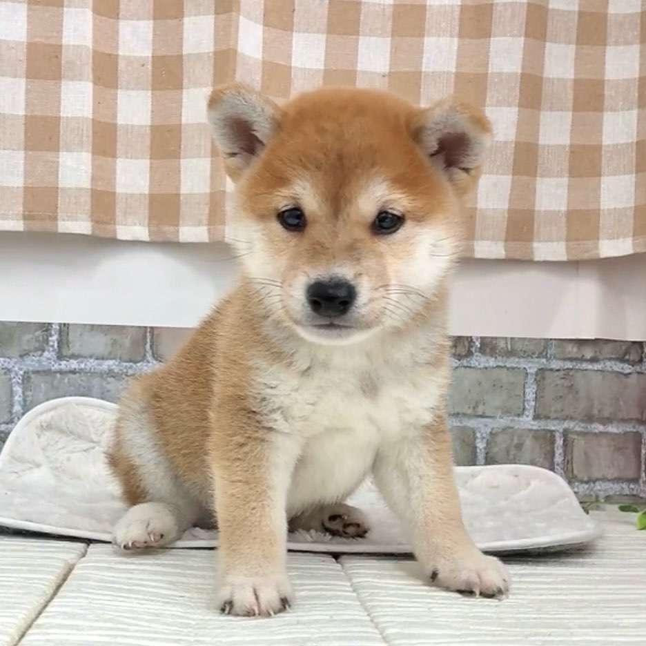 愛知県の柴犬(標準サイズ) (犬の家＆猫の里碧南店/2026年5月5日生まれ/男の子/赤)の子犬の2枚目の画像
