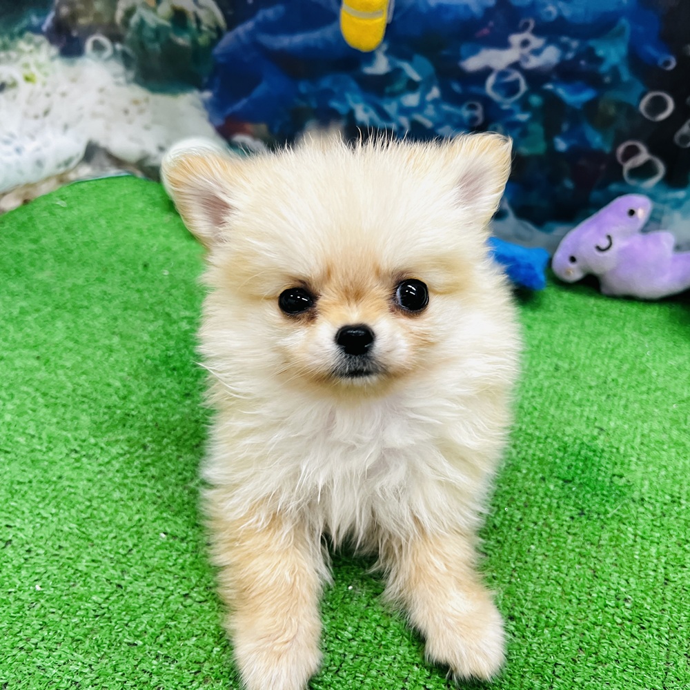 愛知県のポメチワ/チワポメ/ポメチー(ポメラニアン×チワワ) (犬の家＆猫の里名古屋天白店/2026年5月6日生まれ/男の子/クリーム)の子犬の2枚目の画像