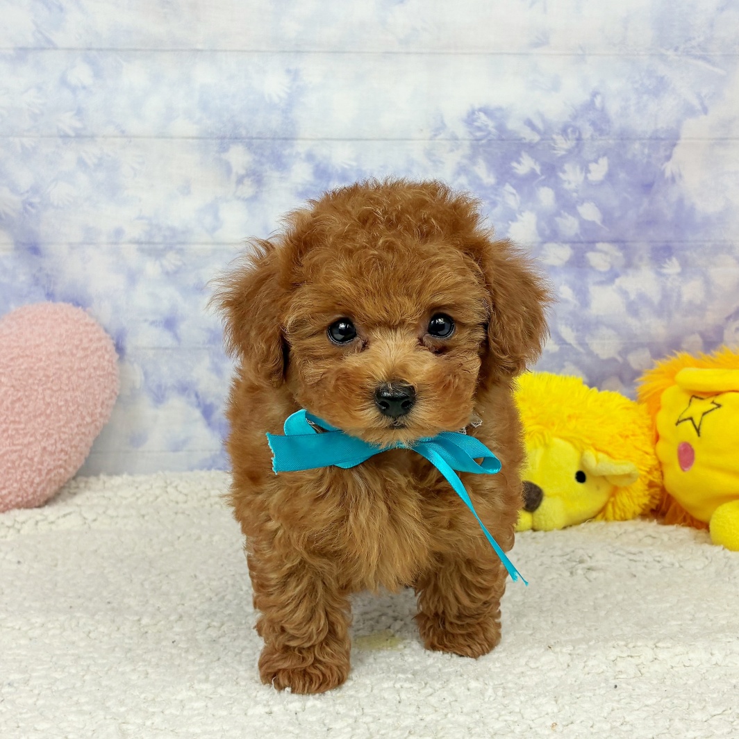 兵庫県のトイプードル(トイ) (犬の家＆猫の里川西店/2026年5月4日生まれ/男の子/レッドフォーン)の子犬の1枚目の画像
