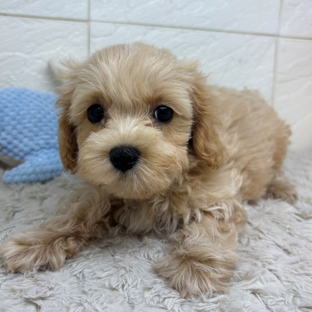兵庫県のマルプー(マルチーズ×プードル) (犬の家＆猫の里ゆめタウン姫路店/2026年5月5日生まれ/女の子/クリーム)の子犬の2枚目の画像