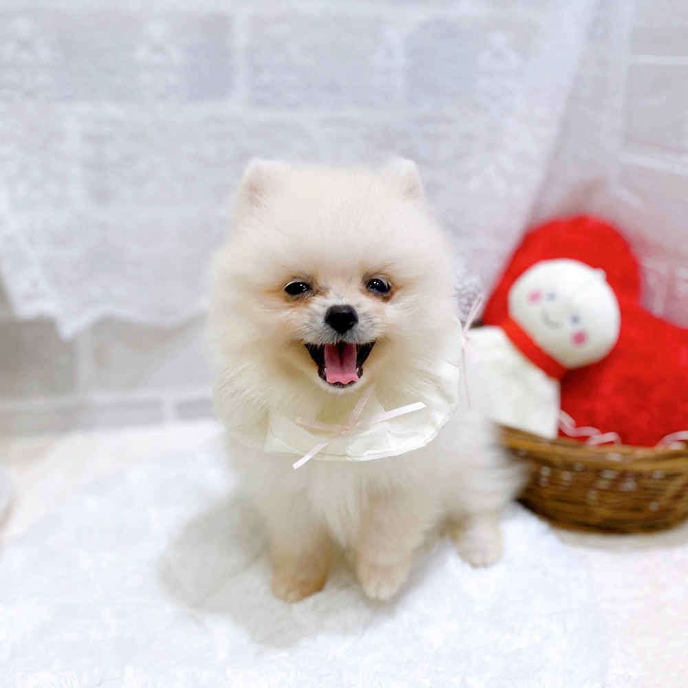 滋賀県のポメラニアン (犬の家＆猫の里長浜店/2026年5月2日生まれ/女の子/クリーム)の子犬の1枚目の画像