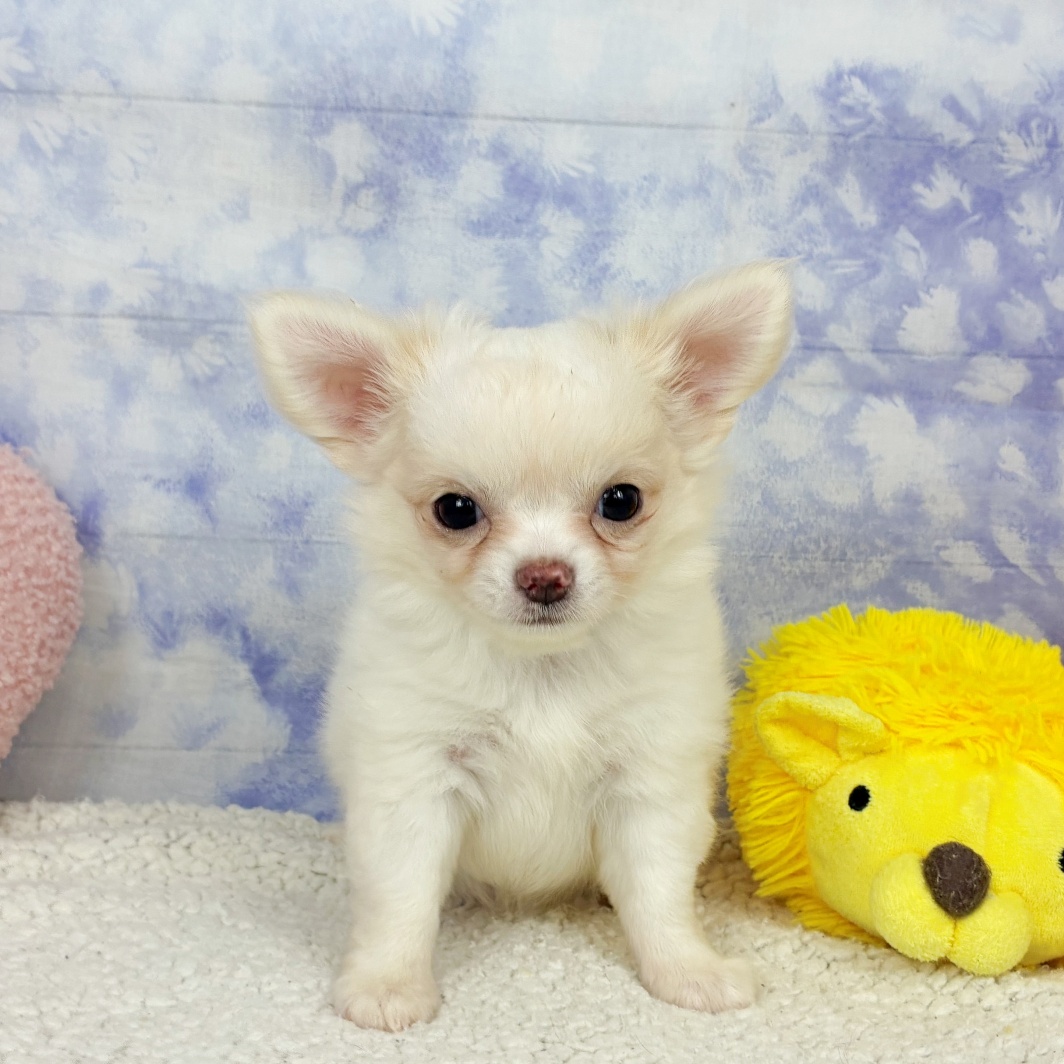 兵庫県のチワワ(ロング) (犬の家＆猫の里川西店/2026年5月3日生まれ/女の子/クリームホワイト)の子犬の1枚目の画像