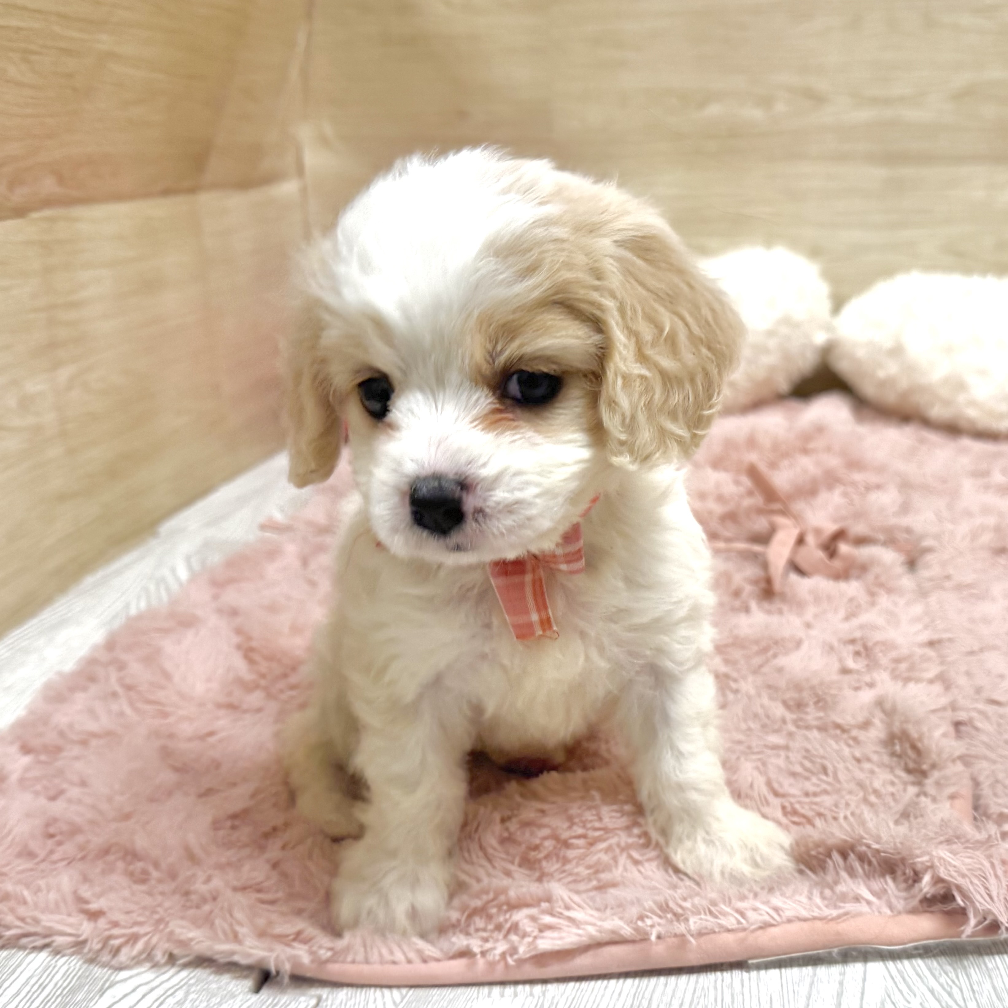 大阪府のハーフ犬・ミックス犬 (犬の家＆猫の里そよら東岸和田店/2026年5月6日生まれ/女の子/ホワイトクリーム)の子犬の2枚目の画像