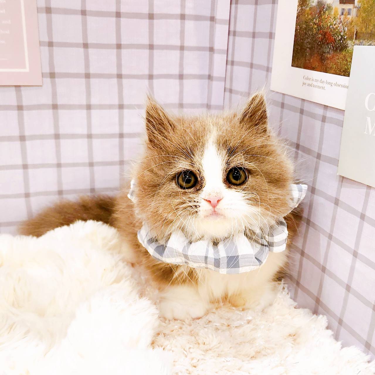 福井県のマンチカン (犬の家＆猫の里福井店/2026年4月28日生まれ/男の子/ブルーホワイト)の子猫の1枚目の画像