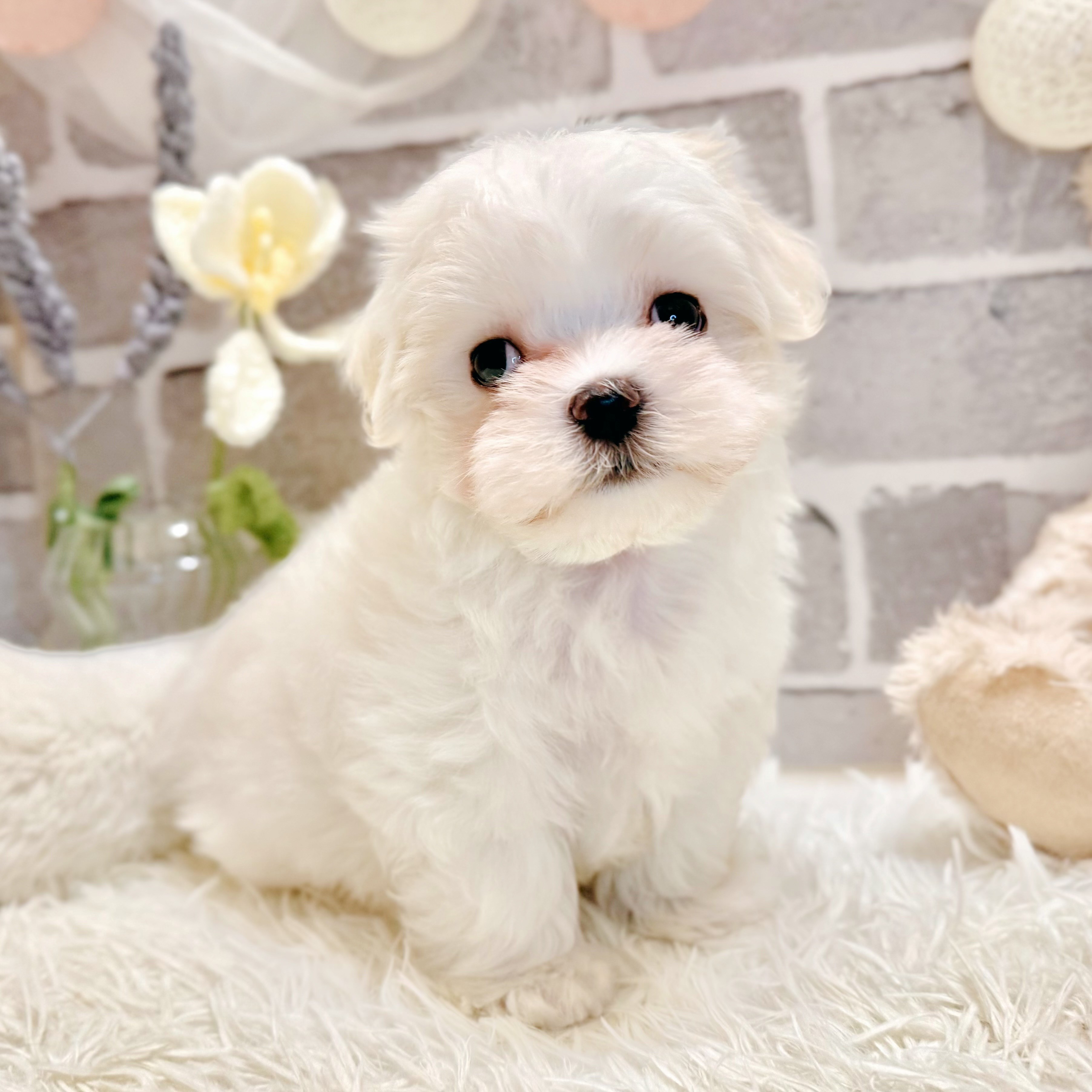 兵庫県のマルチーズ (犬の家＆猫の里神戸店/2026年5月7日生まれ/男の子/ホワイト)の子犬の2枚目の画像