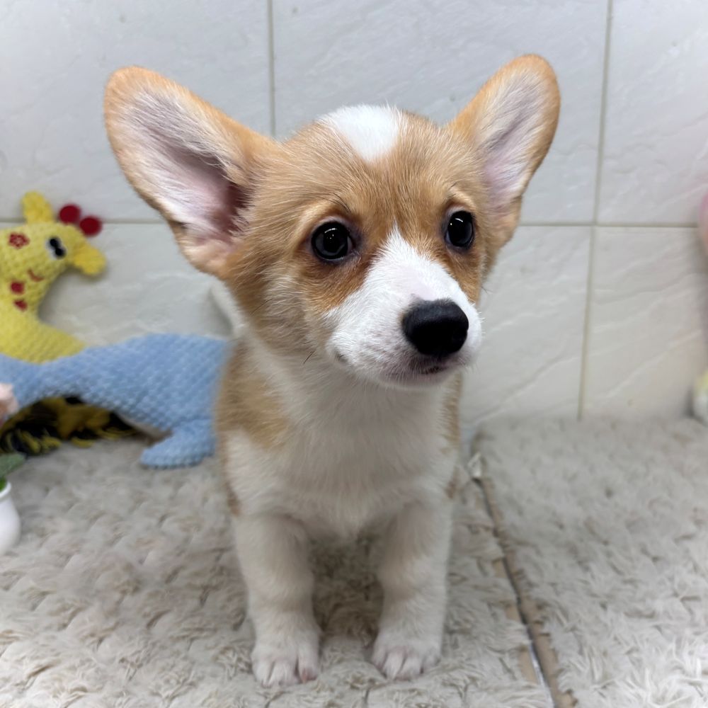 兵庫県のウェルシュコーギーペンブローク (犬の家＆猫の里ゆめタウン姫路店/2026年5月5日生まれ/女の子/セーブルホワイト)の子犬の2枚目の画像