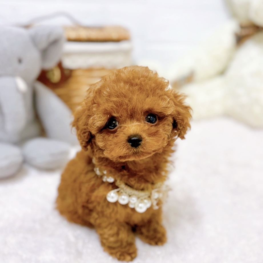 ティーカッププードルの子犬一覧 | ペットショップ 犬の家&猫の里