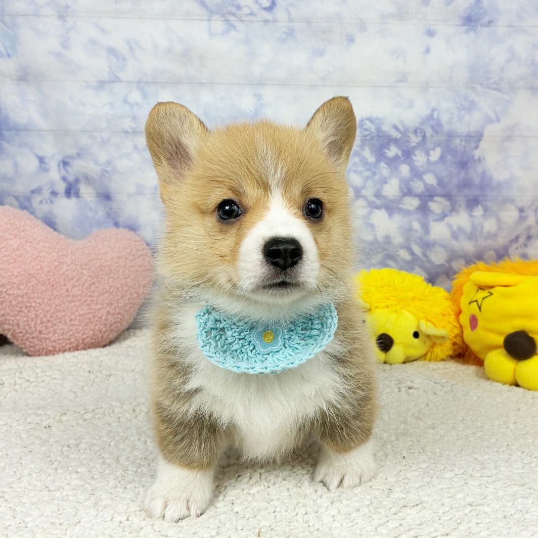 兵庫県のウェルシュコーギーペンブローク (犬の家＆猫の里川西店/2026年5月7日生まれ/男の子/レッドホワイト)の子犬の2枚目の画像
