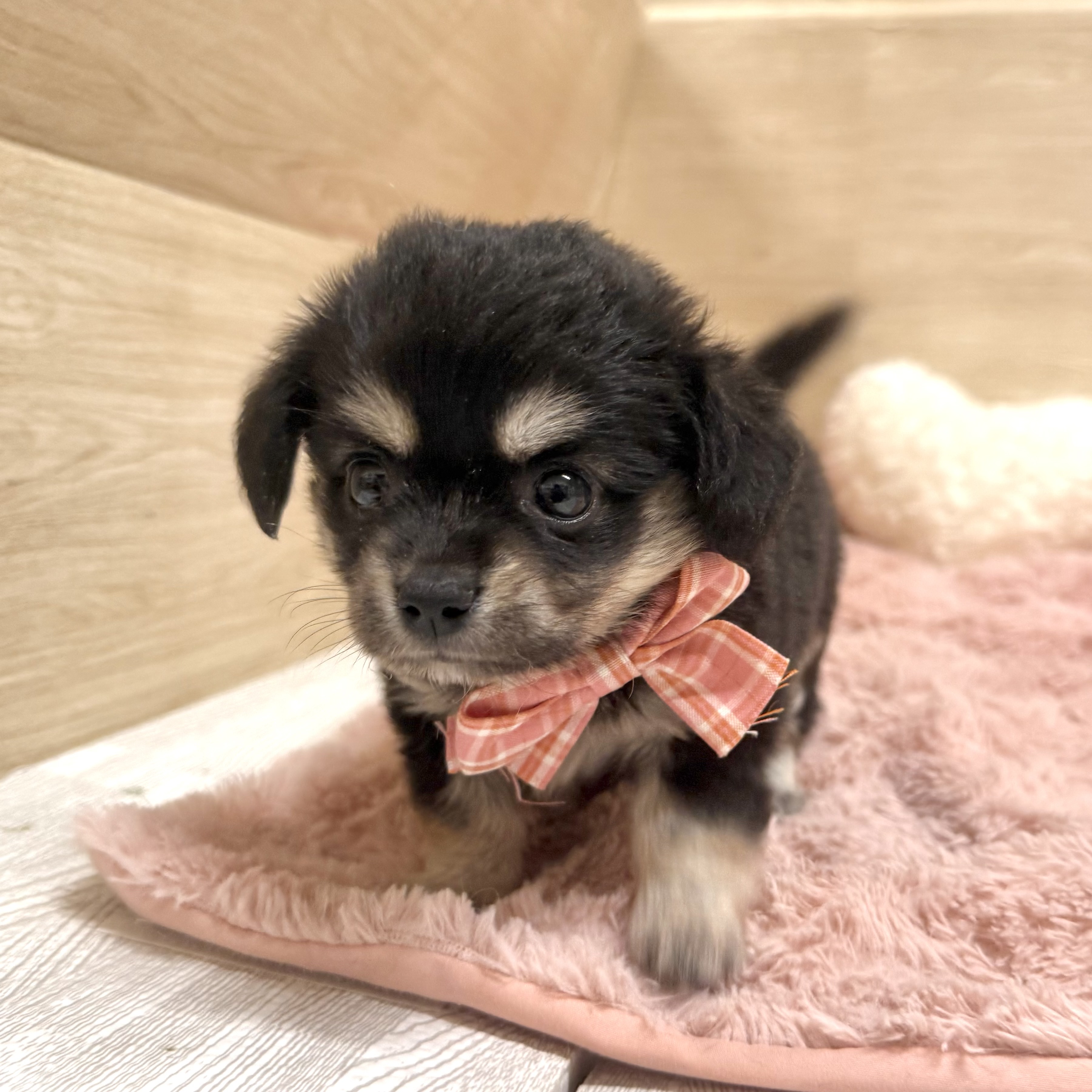 大阪府のチワックス(チワワ×ダックス) (犬の家＆猫の里そよら東岸和田店/2026年5月5日生まれ/女の子/ブラッククリーム)の子犬の2枚目の画像