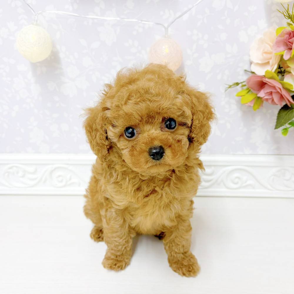 富山県のトイプードル(トイ) (犬の家＆猫の里アミーゴ山室店/2026年5月7日生まれ/女の子/レッド)の子犬の1枚目の画像