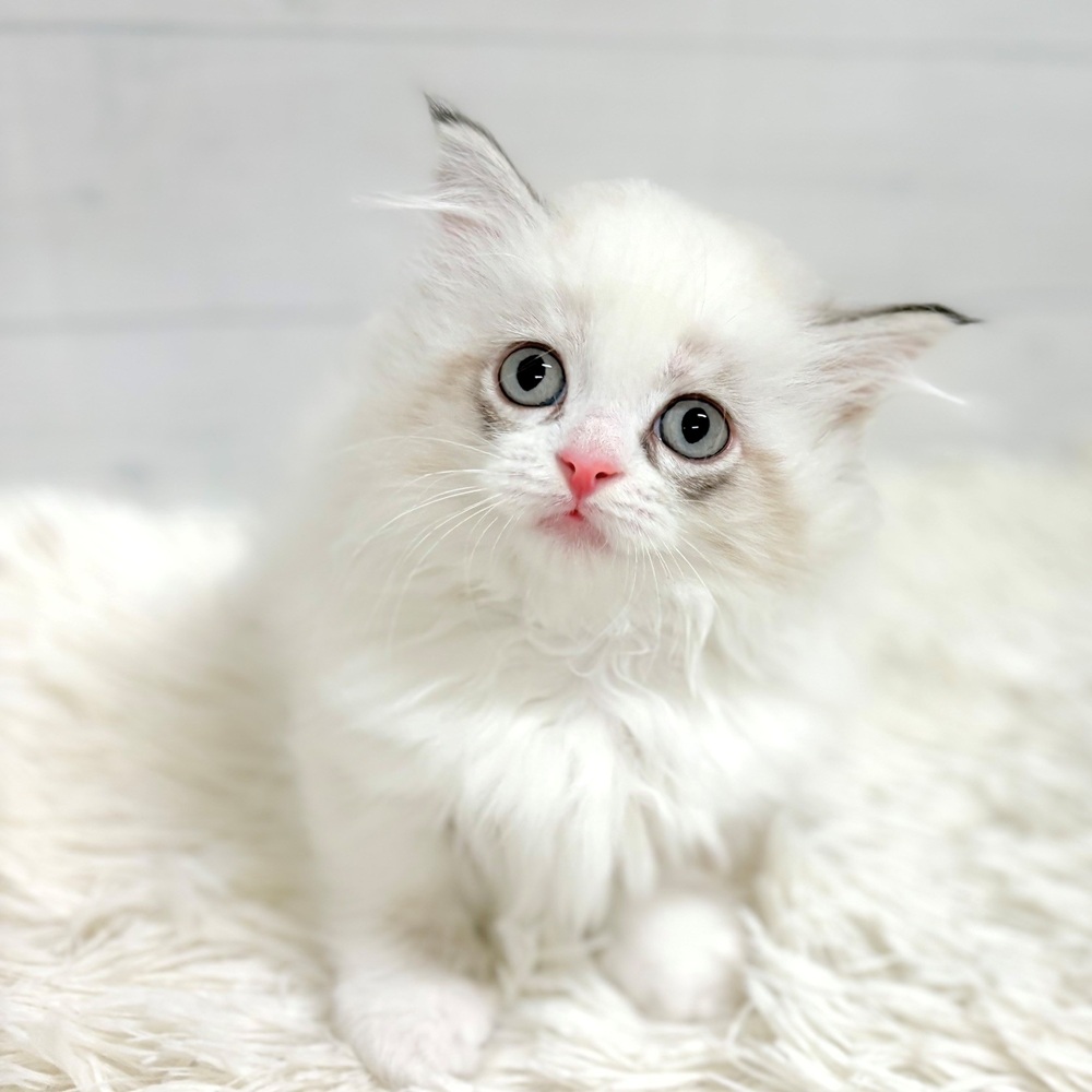 愛知県のミヌエット (犬の家＆猫の里豊田店/2026年5月4日生まれ/女の子/ブルートーティポイント&ホワイト)の子猫の2枚目の画像