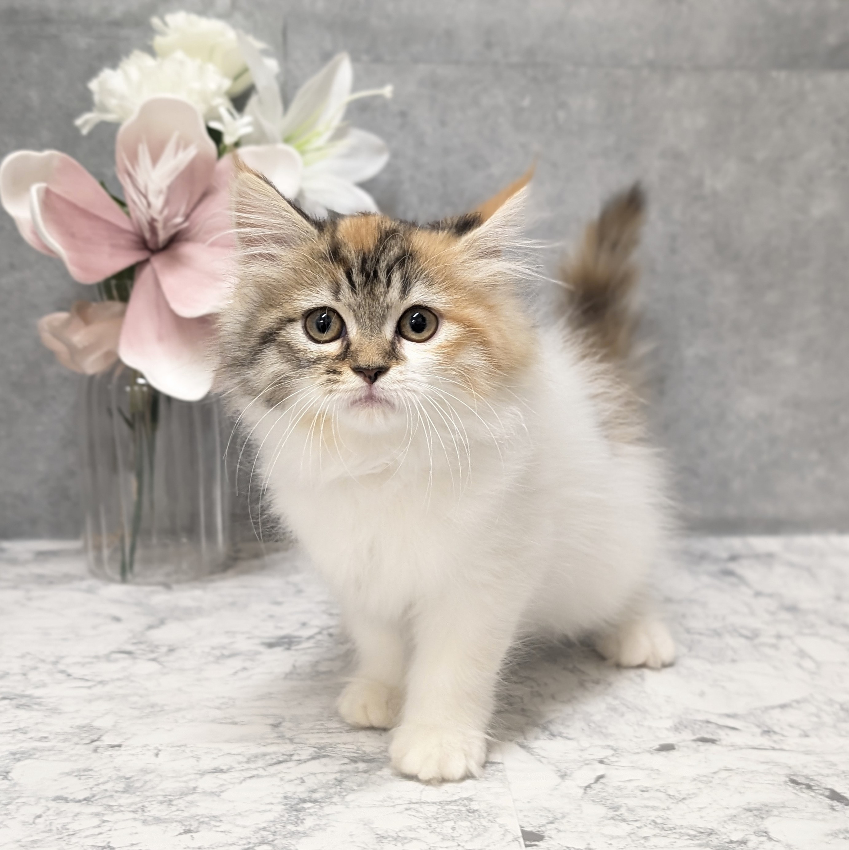 愛知県のサイベリアン (犬の家＆猫の里安城店/2026年4月24日生まれ/女の子/ブラウンパッチドタビーホワイト)の子猫の1枚目の画像