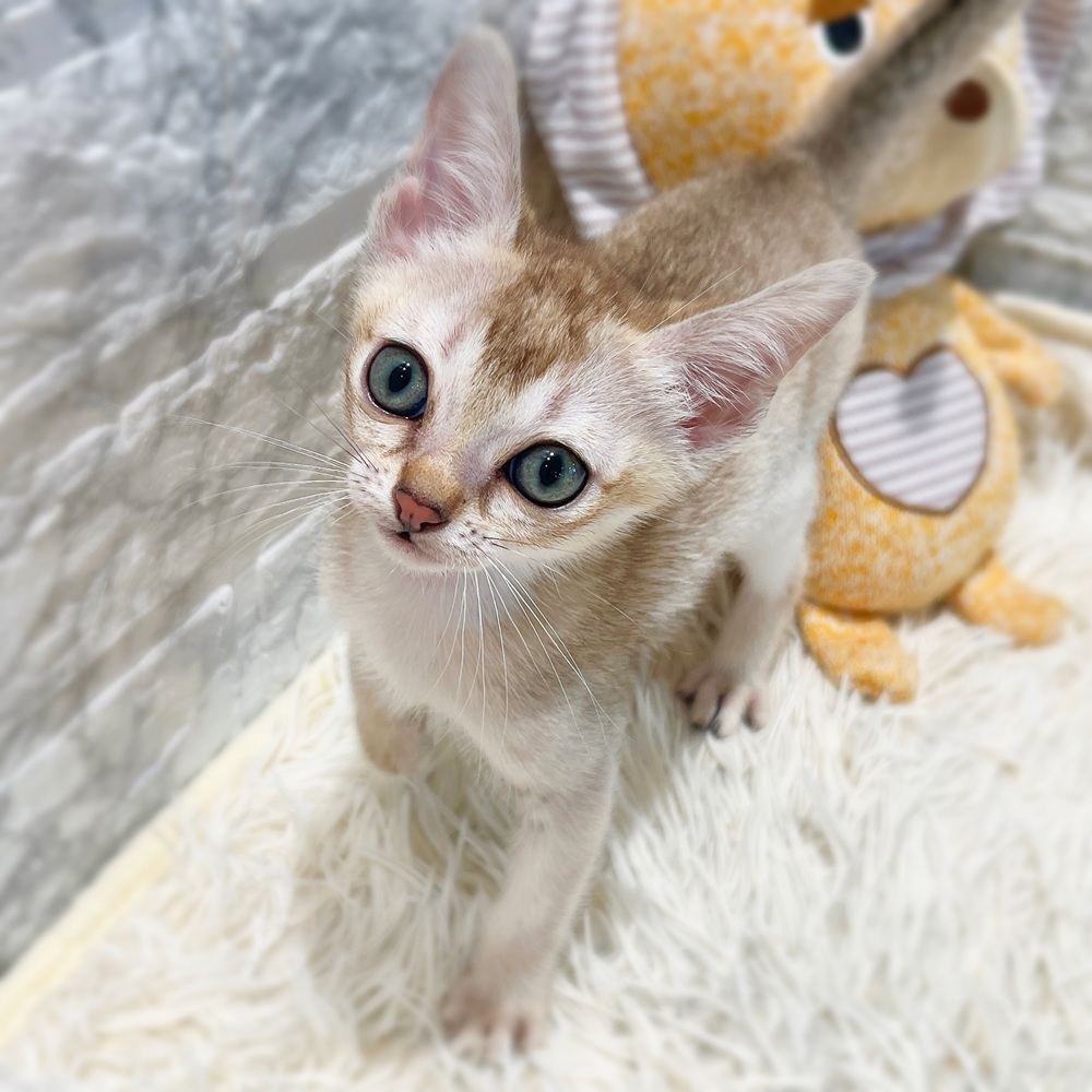 愛知県のシンガプーラ (犬の家＆猫の里MiO香久山店/2026年5月6日生まれ/男の子/セピアアグーティ)の子猫の1枚目の画像