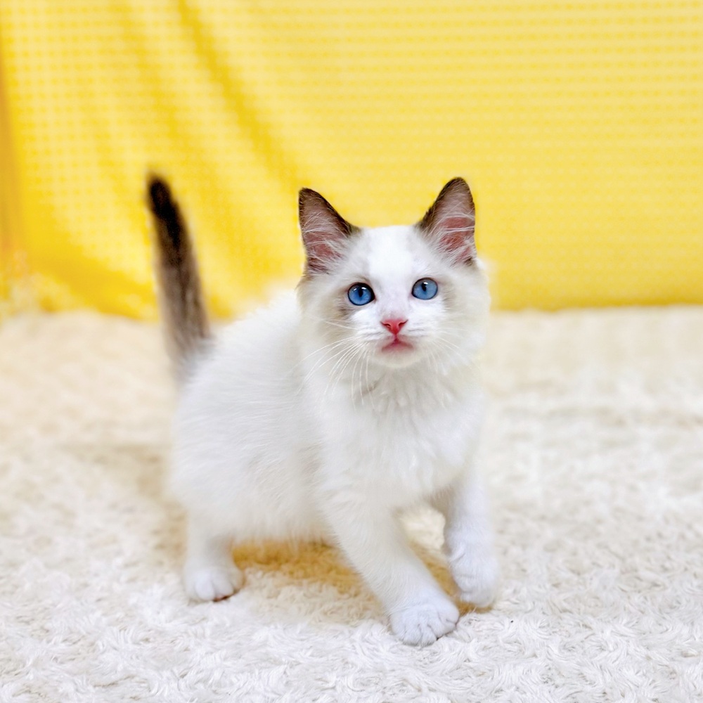 愛知県のラグドール (犬の家＆猫の里一宮店/2026年5月8日生まれ/男の子/シールポイントバイカラー)の子猫の2枚目の画像