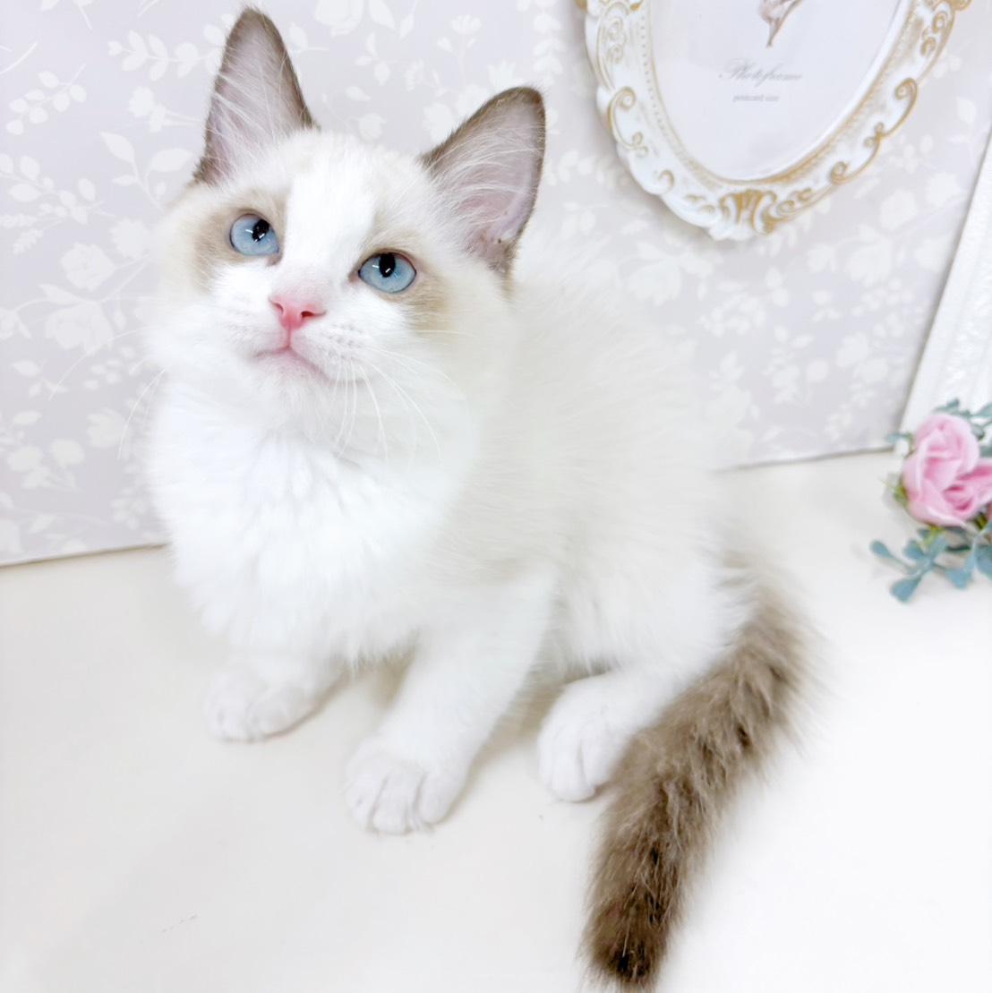 富山県のラグドール (犬の家＆猫の里アミーゴ高岡蓮花寺店/2026年5月8日生まれ/男の子/シールポイントバイカラー)の子猫の2枚目の画像